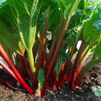 Rhubarb- Glaskins Perpetual