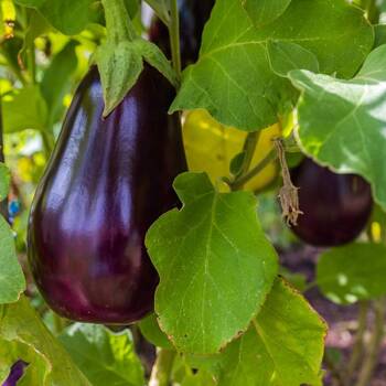 Eggplant- Florida Market