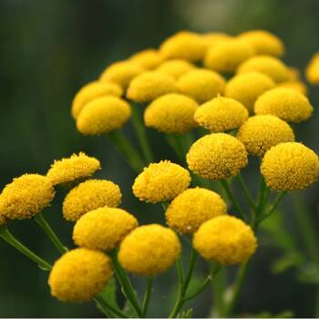 Tansy