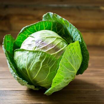 Cabbage- Mini