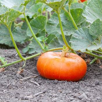 Pumpkin- Cinderella