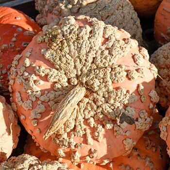 Pumpkin- Galeux D'eysines