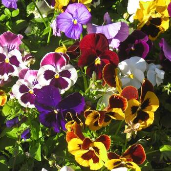 Pansy- Swiss Giants Velvet Mix