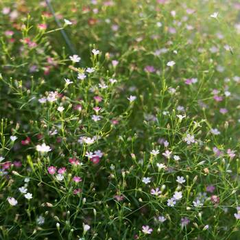 Gypsophila- Elegans Mixed