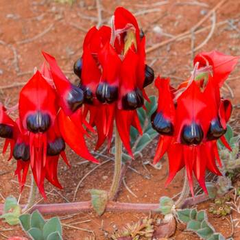 Sturt's Desert Pea