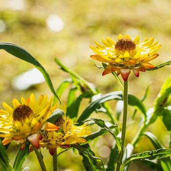 Showy Everlasting Daisy