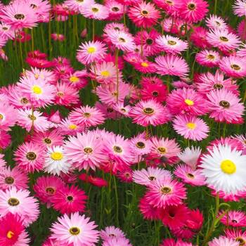 Paper Daisy- Pink and White Everlasting