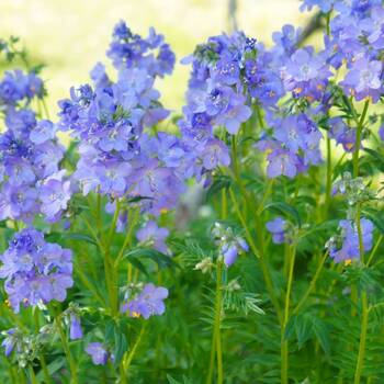 Jacob's Ladder