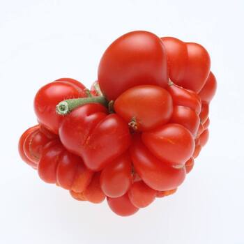Tomato- Reisetomate