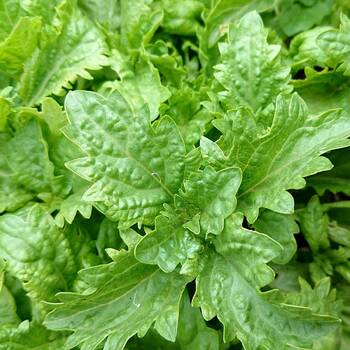 Basil- Green Ruffles