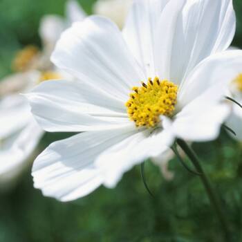 Cosmos- Dwarf Vega White