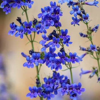 Penstemon- Rocky Mountain