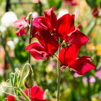 Sweetpea- Royal Crimson