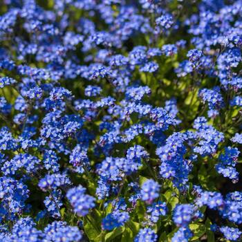 Forget Me Not seeds | The Seed Collection