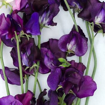 Sweetpea- Mammoth Navy