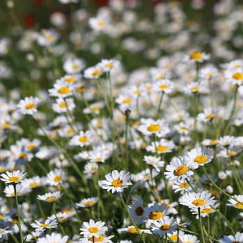 Roman Lawn Chamomile