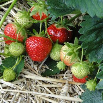 Strawberry- Temptation