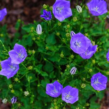 Tussock Bellflower- Blue