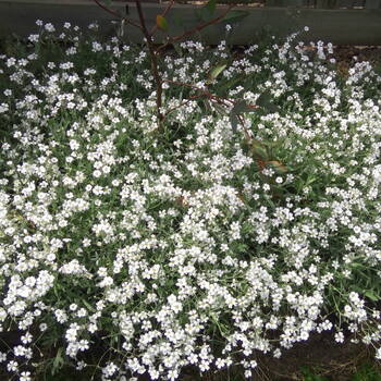 Snow in Summer- Silver Carpet