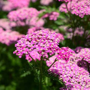 Yarrow- Cerise Queen