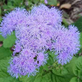 Ageratum- Ball Blue