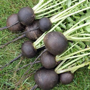 Radish- Black Spanish Round