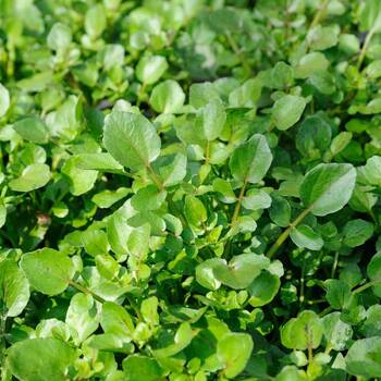 How to Prepare and Serve Cress -- Harvest to Table