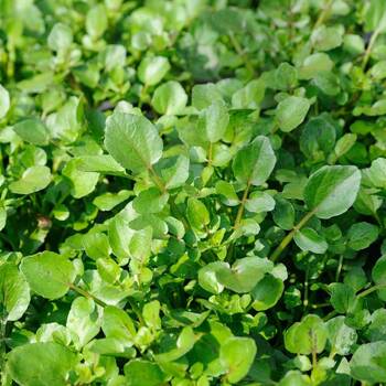 Cress- American Upland