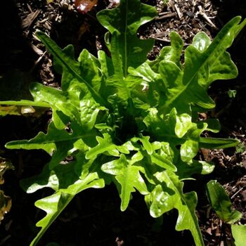 Lettuce- Oakleaf Green
