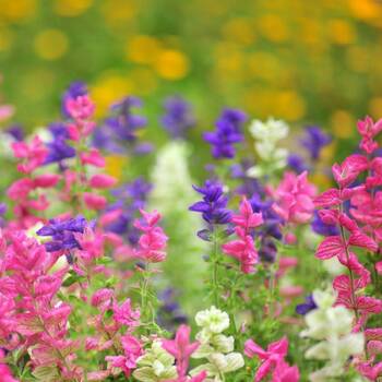 Salvia- Tricolour Mix