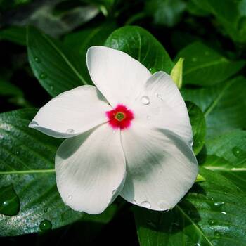 Vinca- Dwarf Bright Eye