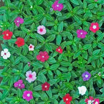 Vinca- Tall Rosea Mix