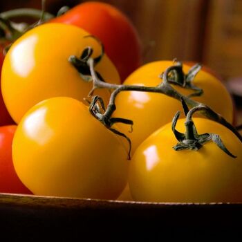 Tomato- Yellow Grosse Lisse