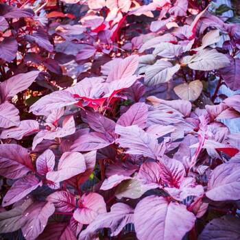 Amaranth- Red Garnet