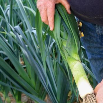 Leek- Elephant