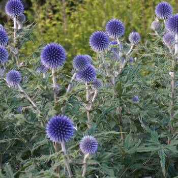 Echinops Ritro- Violet