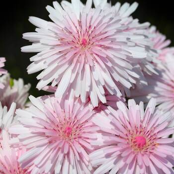 Hawksbeard- Rubra Mix