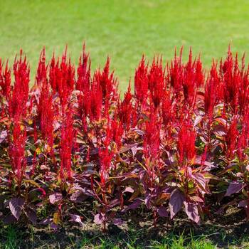 Celosia- Forest Fire