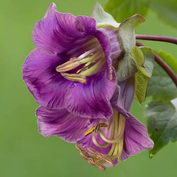 Cathedral Bells- Violet 