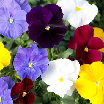 PANSY BLACK FLOWER- 100Seeds.Viola Wittrockiana Biennial rare BLACK flowers.