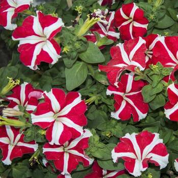 Petunia- Red and White Star