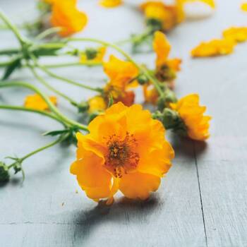Geum- Lady Stratheden