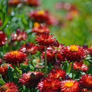 Paper Daisy- Rose seeds