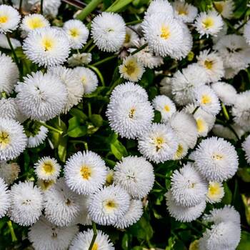 Feverfew- Snowball