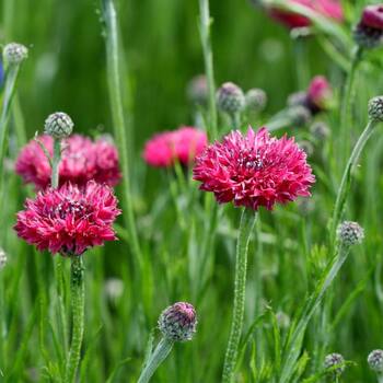 Cornflower- Red Ball