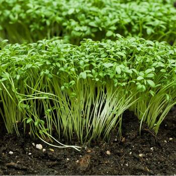 Education Zone, How To Grow Salad Cress