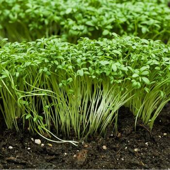 Garden Cress- Extra Curled