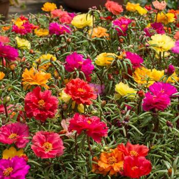 Portulaca- Double Flowered Mix