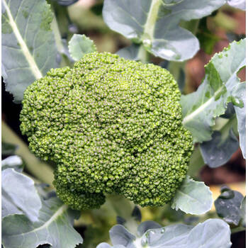 Broccoli- Albert