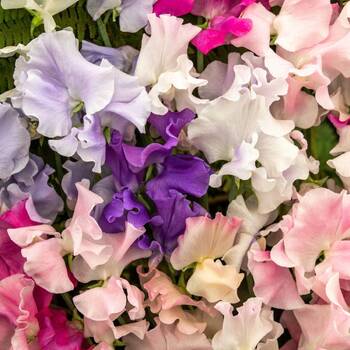 Sweetpea- Bijou Mix